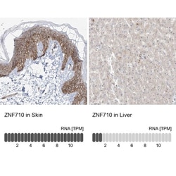 ZNF710 Antibody, Novus Biologicals:Antibodies:Primary Antibodies